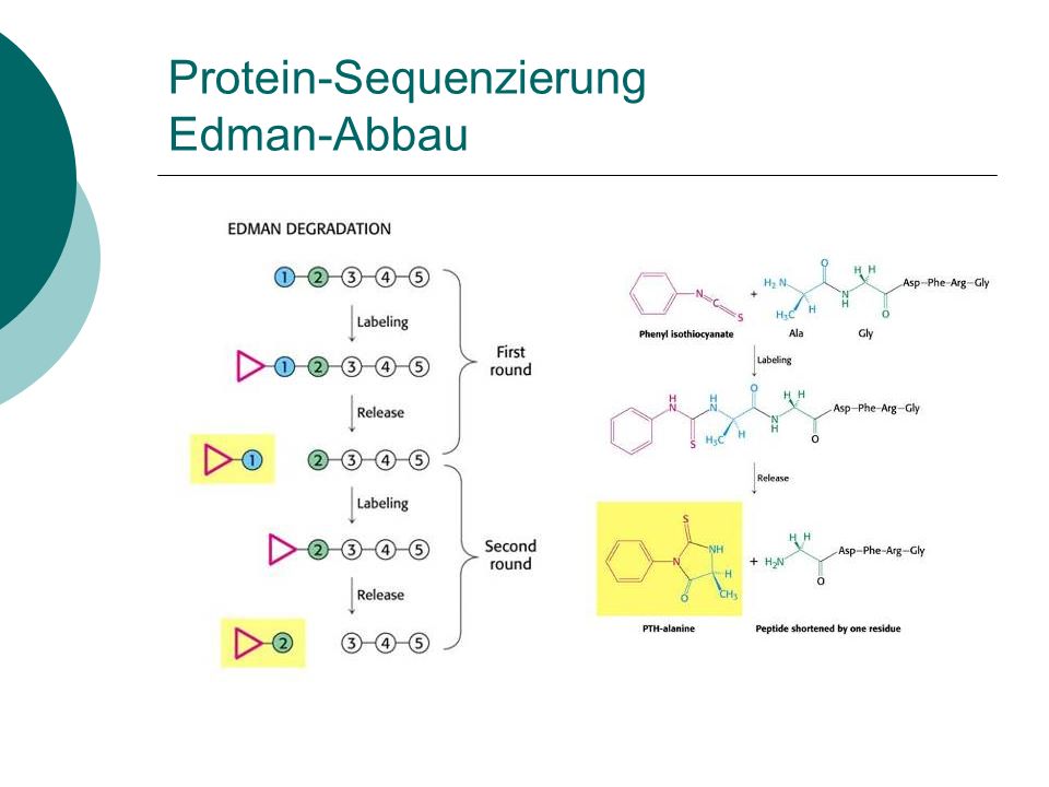 Protein-Sequenzierung Edman-Abbau