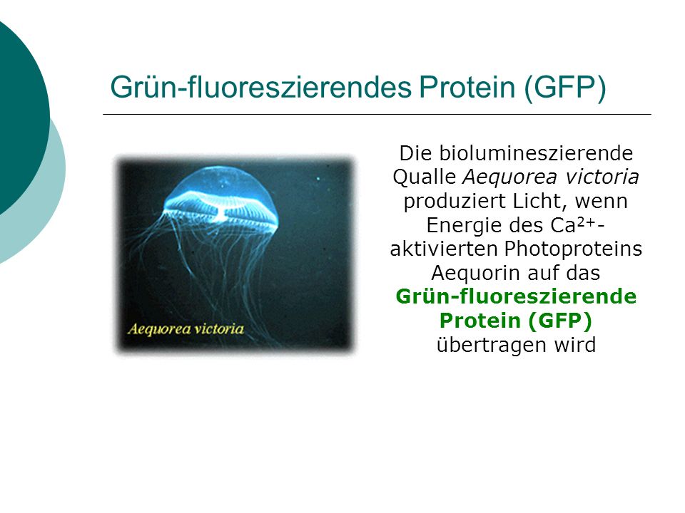 Grün-fluoreszierendes Protein (GFP)