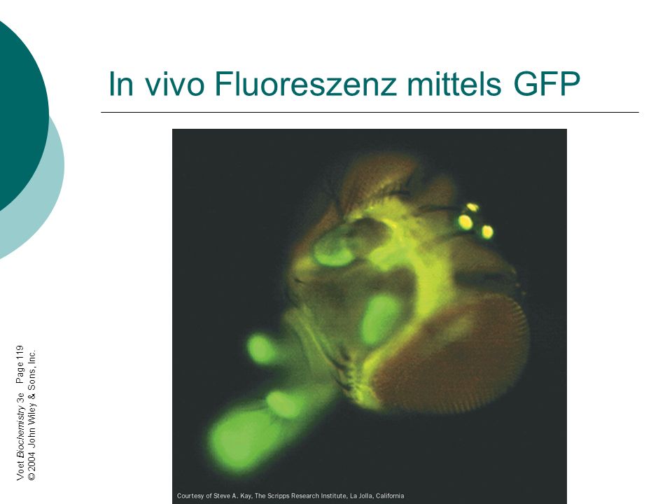 In vivo Fluoreszenz mittels GFP