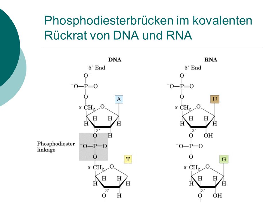 Phosphodiesterbrücken im kovalenten Rückrat von DNA und RNA