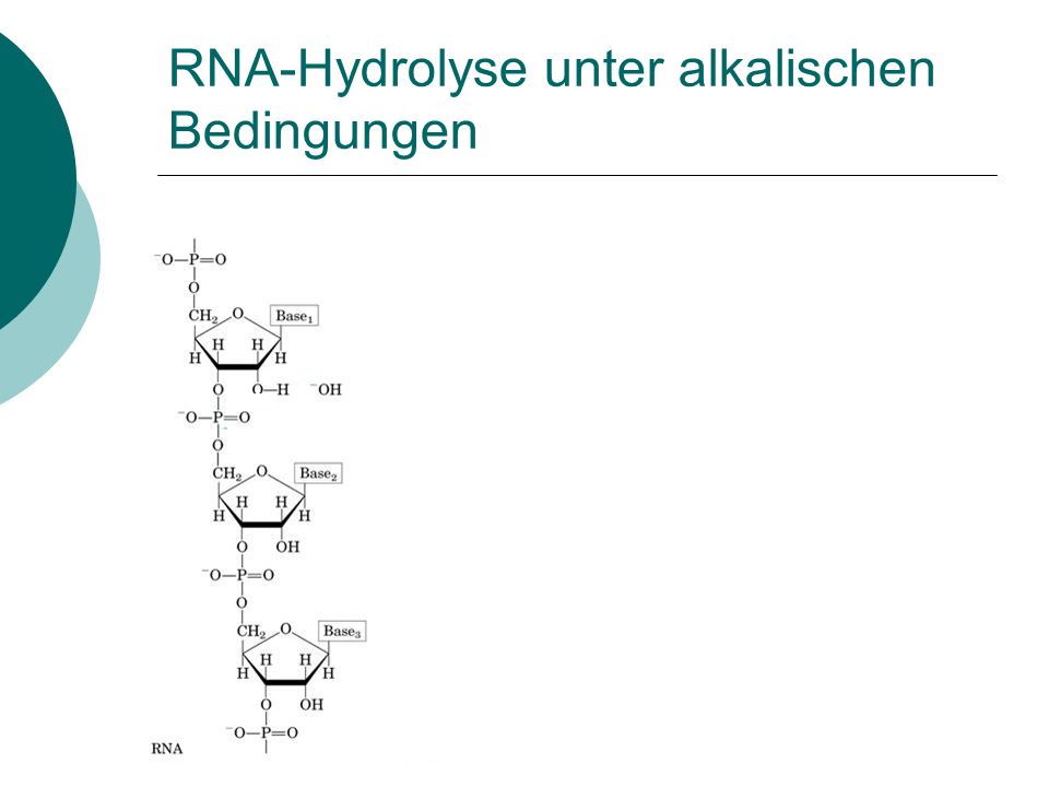 RNA-Hydrolyse unter alkalischen Bedingungen