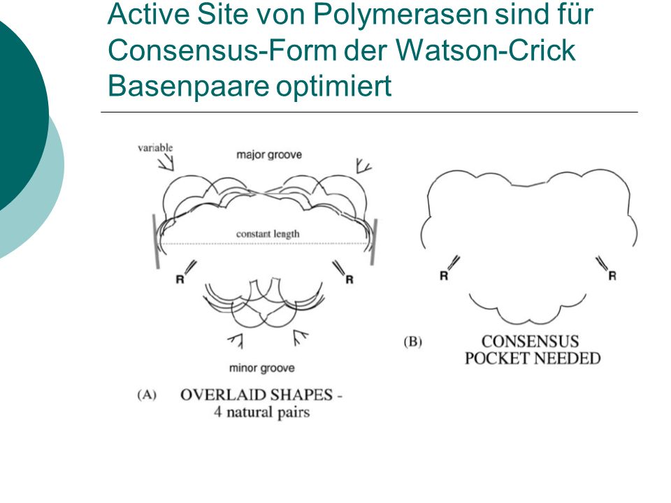 Active Site von Polymerasen sind für Consensus-Form der Watson-Crick Basenpaare optimiert