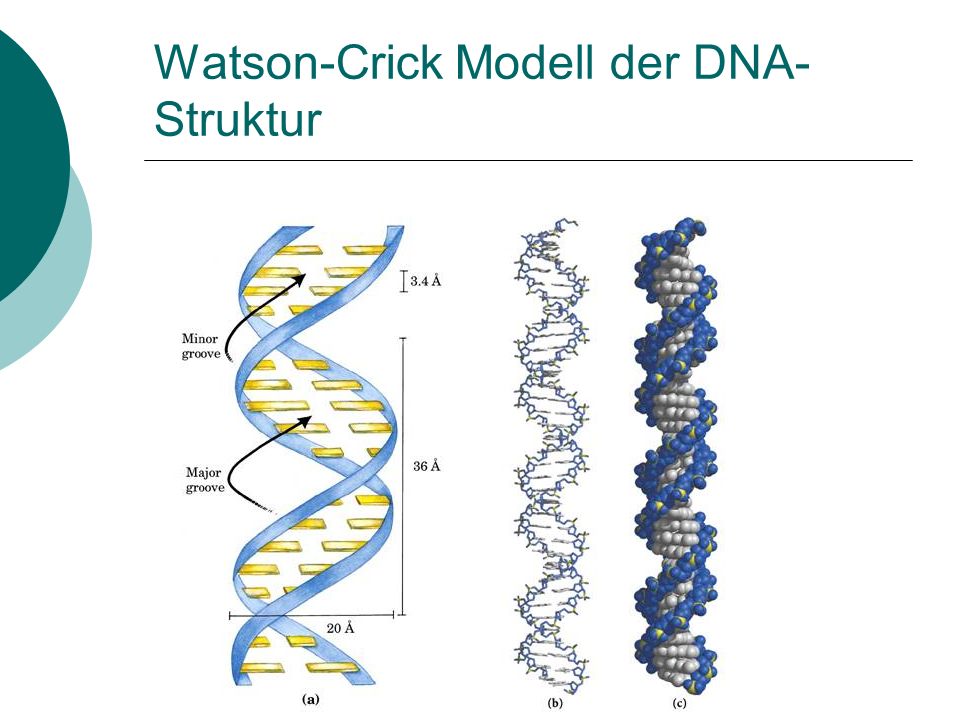 Watson-Crick Modell der DNA-Struktur