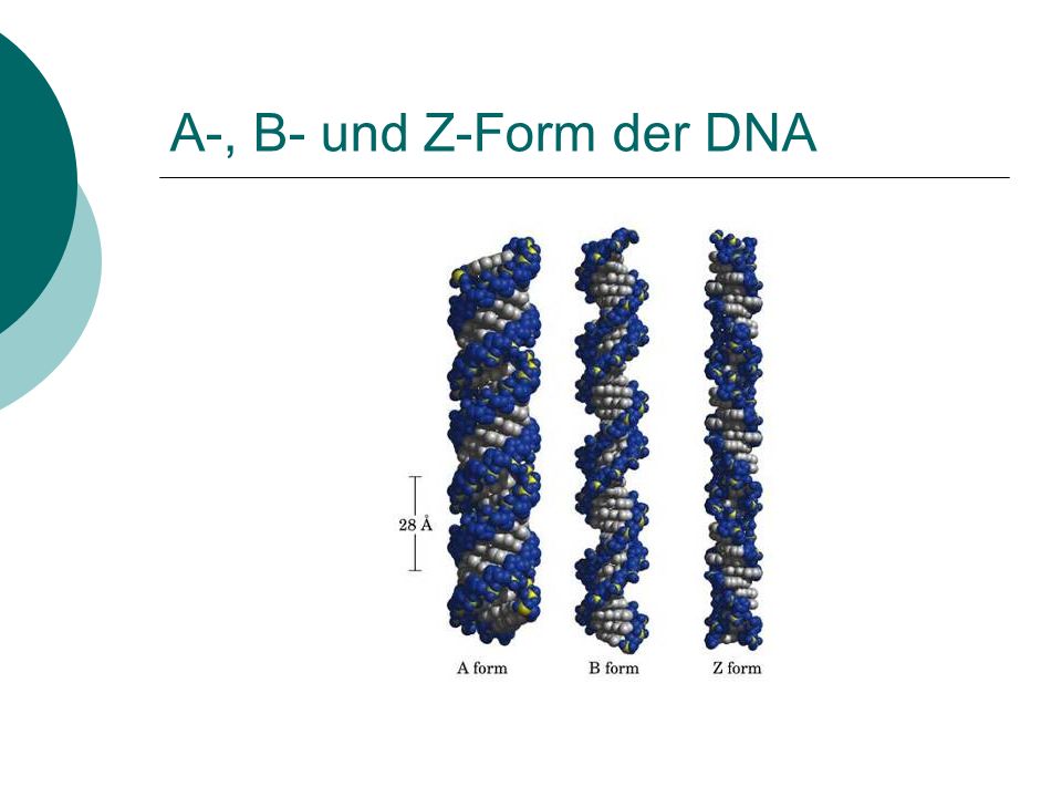 A-, B- und Z-Form der DNA