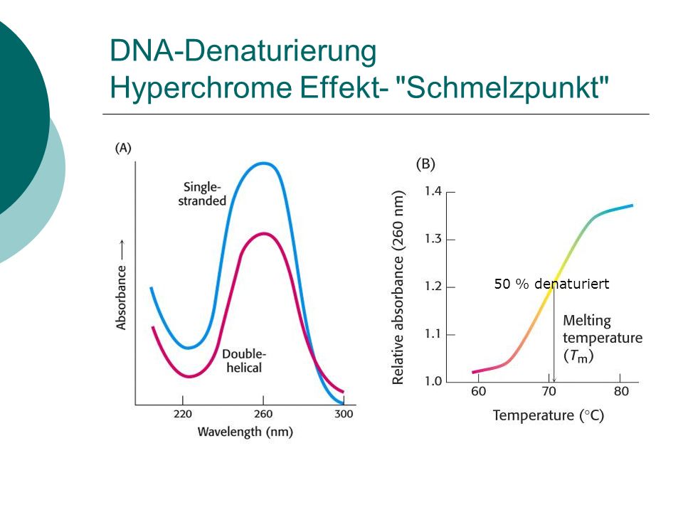 DNA-Denaturierung Hyperchrome Effekt- Schmelzpunkt