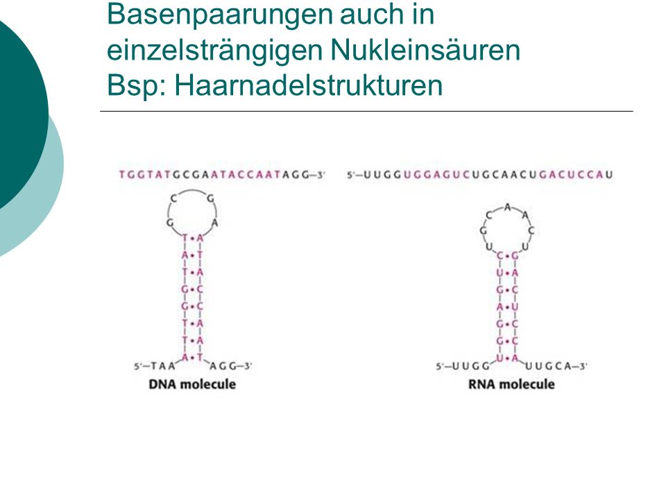 Basenpaarungen auch in einzelsträngigen Nukleinsäuren Bsp: Haarnadelstrukturen
