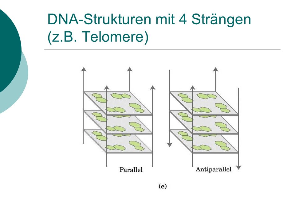 DNA-Strukturen mit 4 Strängen (z.B. Telomere)