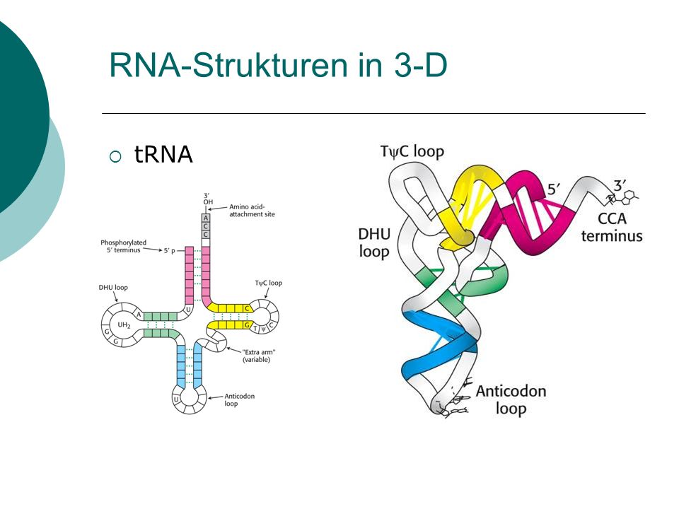 RNA-Strukturen in 3-D tRNA