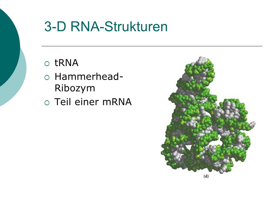 3-D RNA-Strukturen tRNA Hammerhead-Ribozym Teil einer mRNA