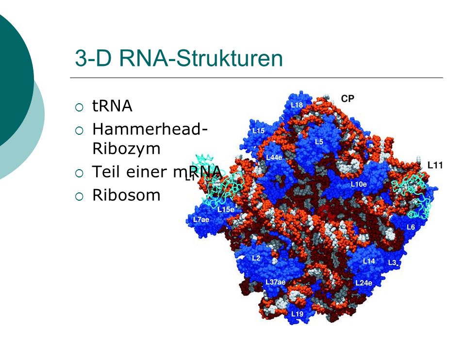 3-D RNA-Strukturen tRNA Hammerhead-Ribozym Teil einer mRNA Ribosom