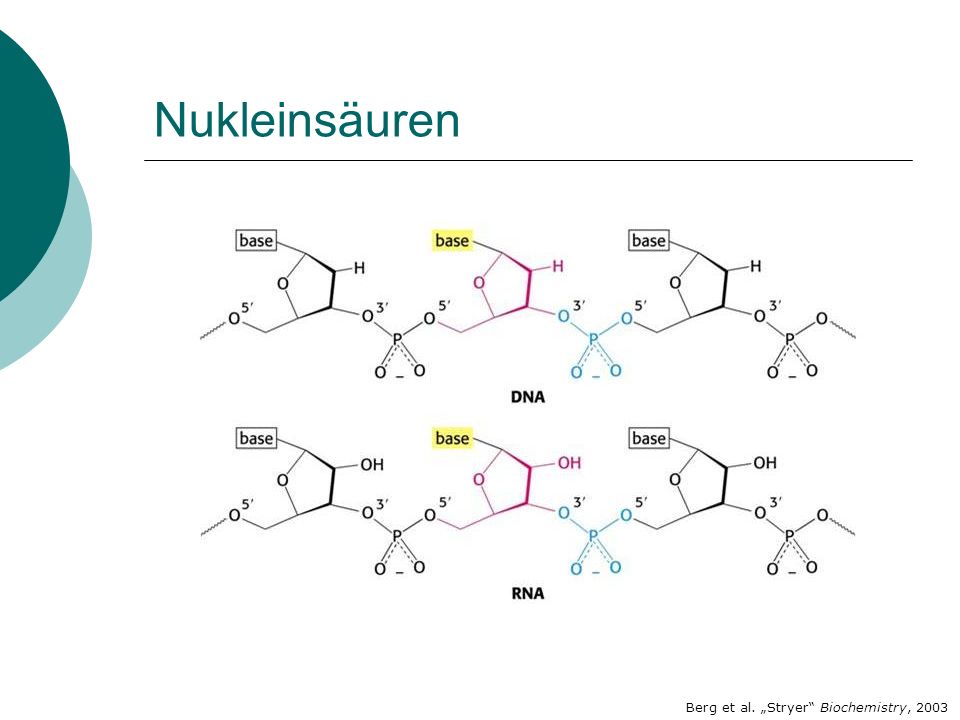 Nukleinsäuren Berg et al. „Stryer Biochemistry, 2003