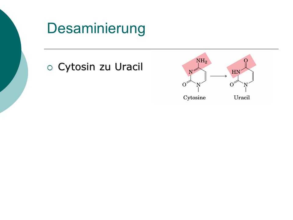 Desaminierung Cytosin zu Uracil