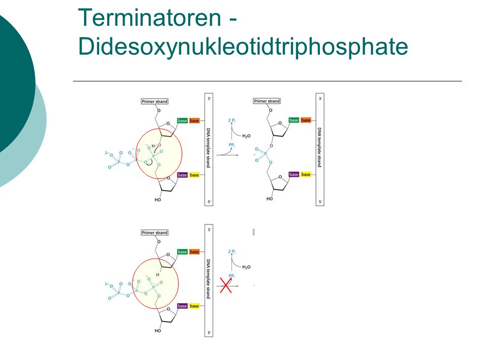 Terminatoren - Didesoxynukleotidtriphosphate