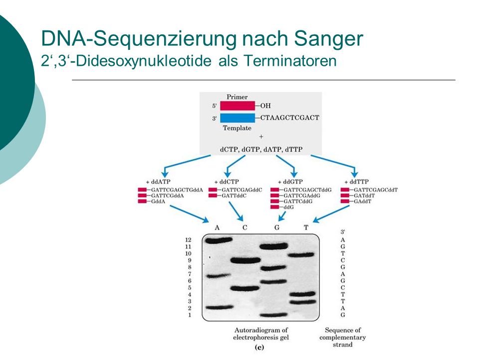 DNA-Sequenzierung nach Sanger 2‘,3‘-Didesoxynukleotide als Terminatoren