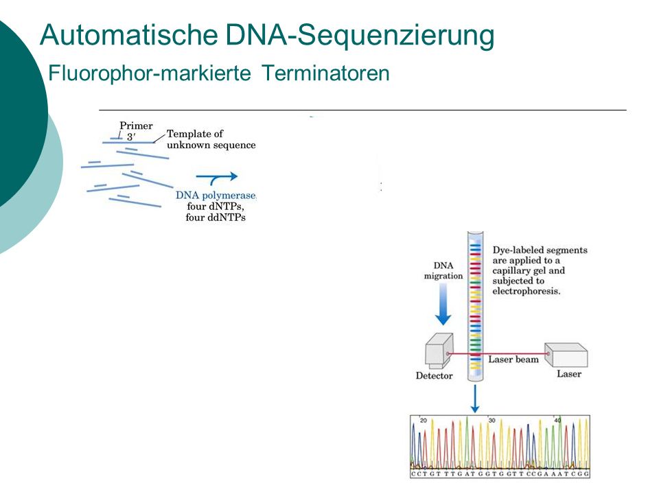 Automatische DNA-Sequenzierung Fluorophor-markierte Terminatoren