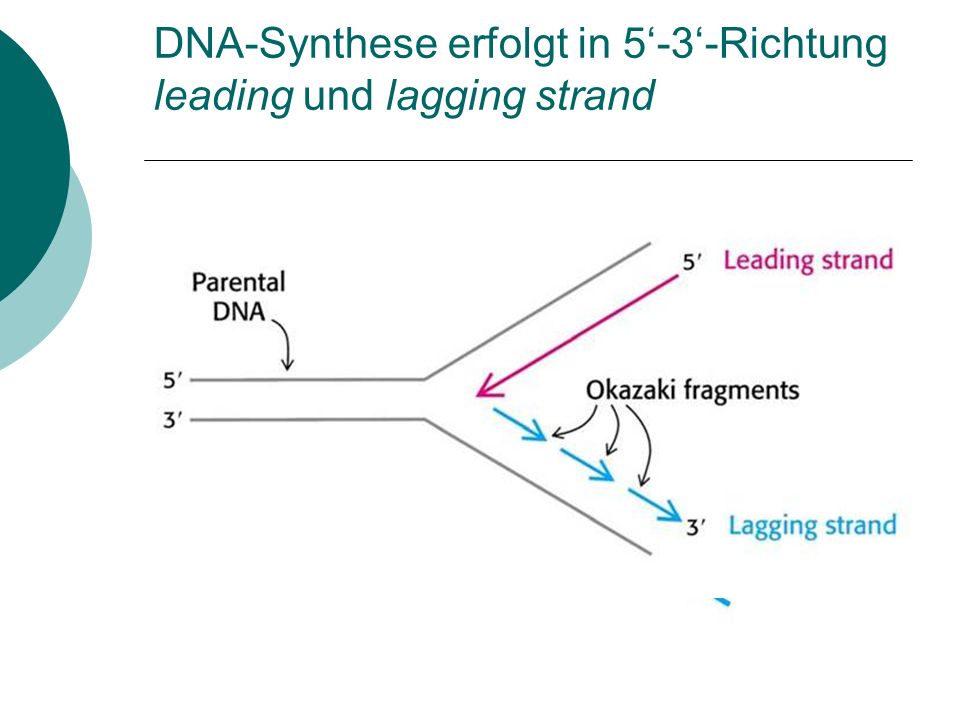 DNA-Synthese erfolgt in 5‘-3‘-Richtung leading und lagging strand