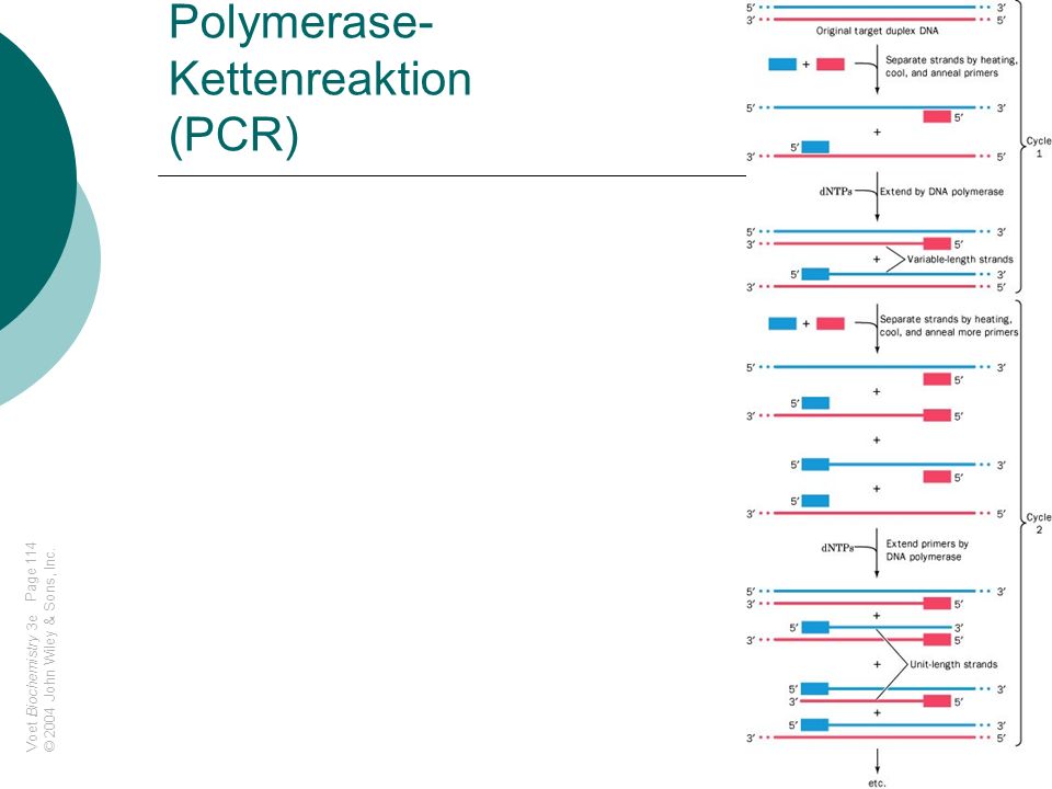 Polymerase-Kettenreaktion (PCR)