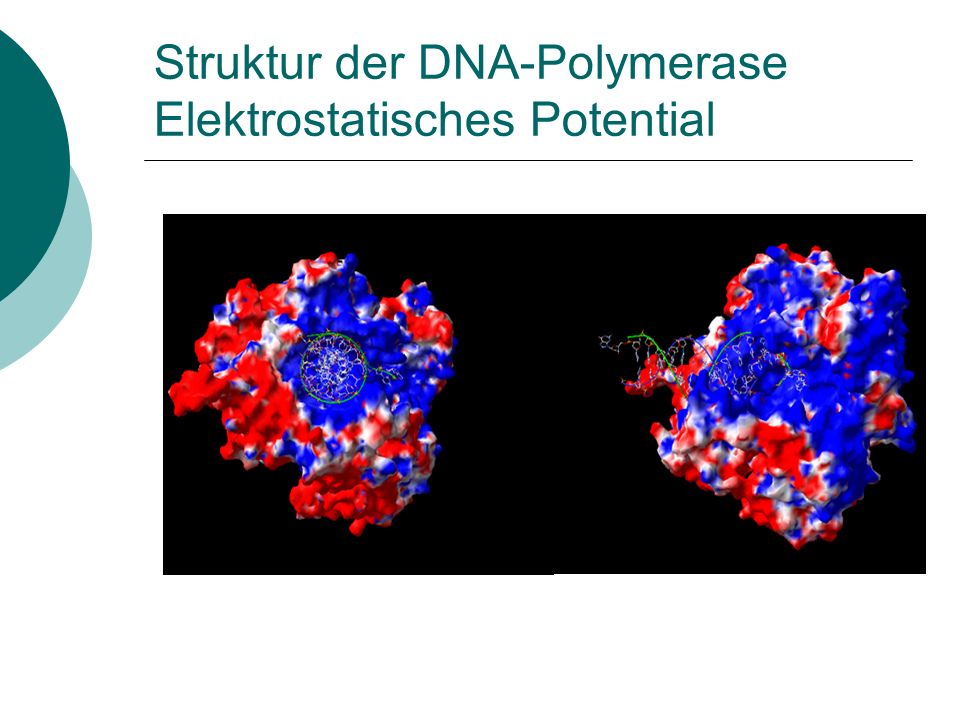 Struktur der DNA-Polymerase Elektrostatisches Potential