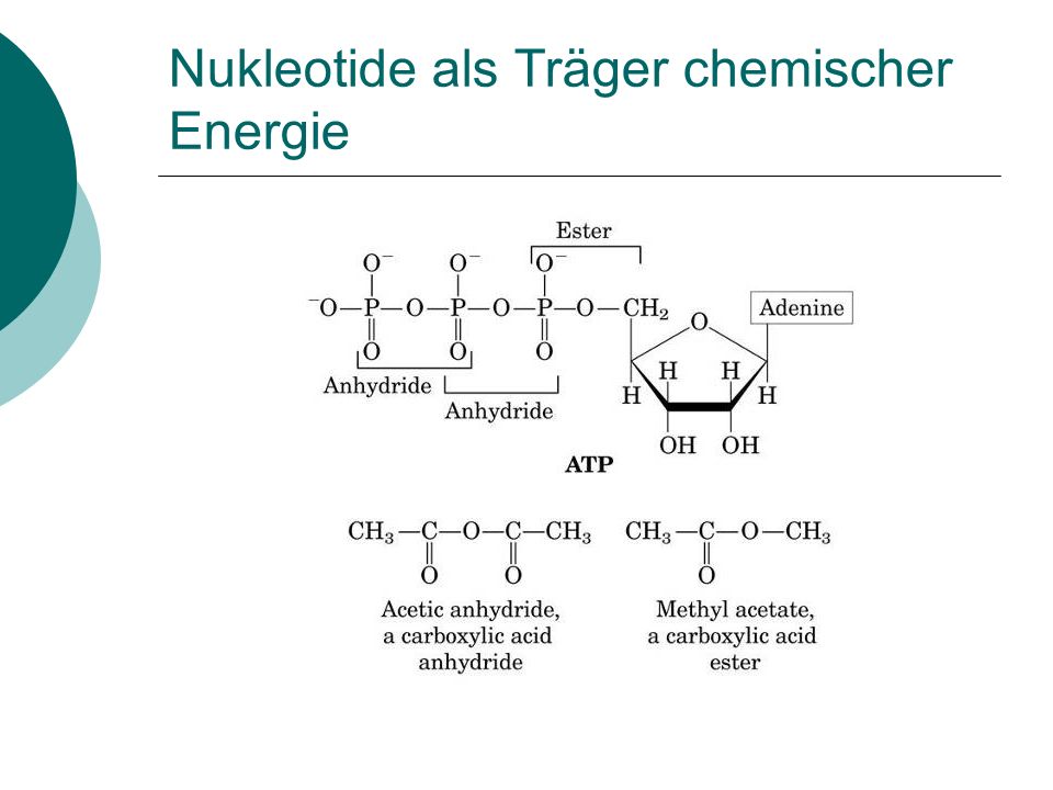 Nukleotide als Träger chemischer Energie