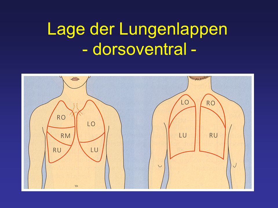 Lage der Lungenlappen - dorsoventral -
