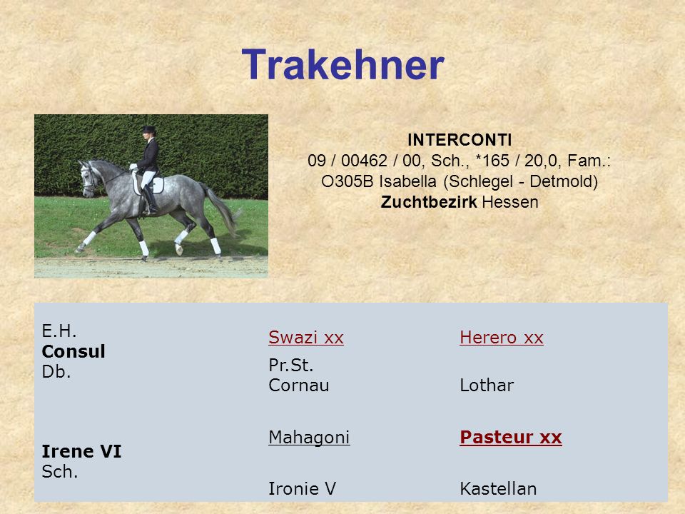 Trakehner INTERCONTI 09 / / 00, Sch., *165 / 20,0, Fam.: O305B Isabella (Schlegel - Detmold) Zuchtbezirk Hessen.