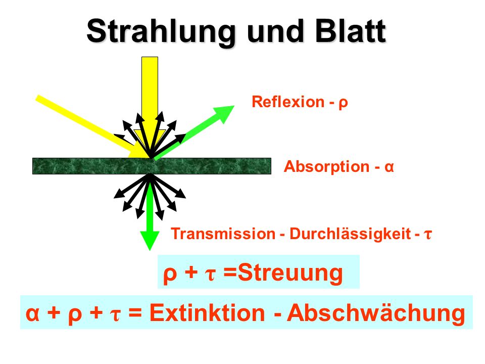 Strahlung und Blatt ρ + τ =Streuung