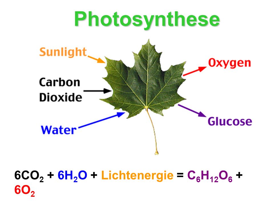 Photosynthese 6CO2 + 6H2O + Lichtenergie = C6H12O6 + 6O2