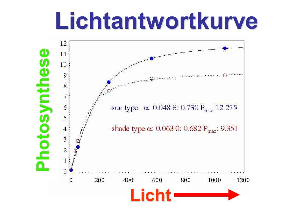 Lichtantwortkurve Photosynthese Licht