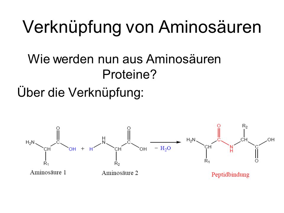 Verknüpfung von Aminosäuren