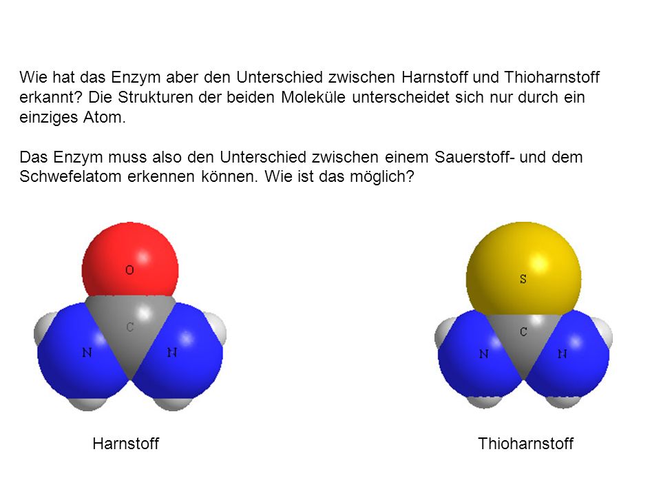 Wie hat das Enzym aber den Unterschied zwischen Harnstoff und Thioharnstoff erkannt Die Strukturen der beiden Moleküle unterscheidet sich nur durch ein einziges Atom.