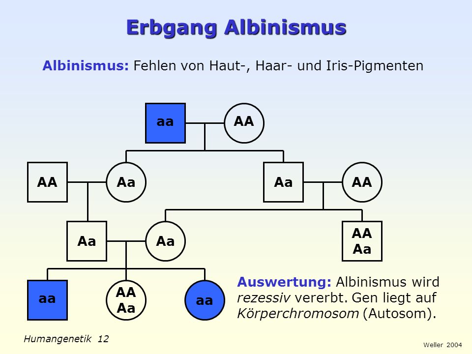 Erbgang Albinismus Albinismus: Fehlen von Haut-, Haar- und Iris-Pigmenten. aa. AA. AA. Aa. Aa.