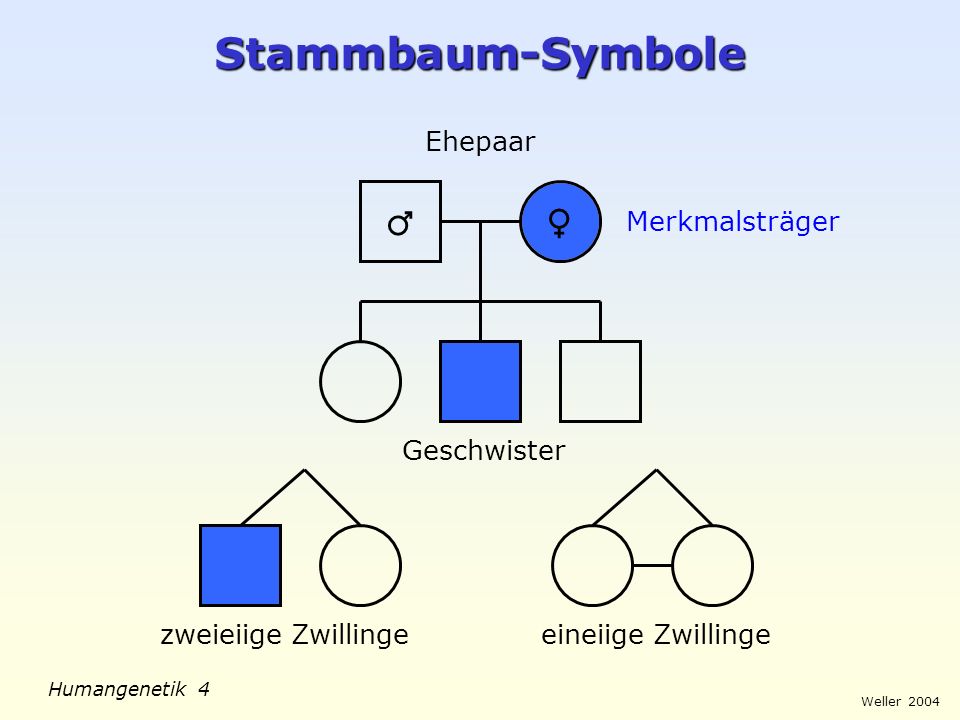 Stammbaum-Symbole ♂ ♀ Ehepaar Merkmalsträger Geschwister