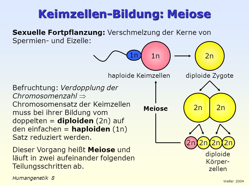 Keimzellen-Bildung: Meiose
