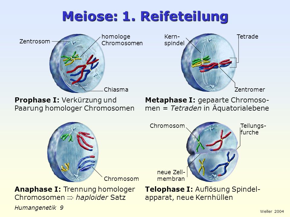 Meiose: 1. Reifeteilung homologe Chromosomen. Kern-spindel. Tetrade. Zentrosom. Chiasma. Zentromer.
