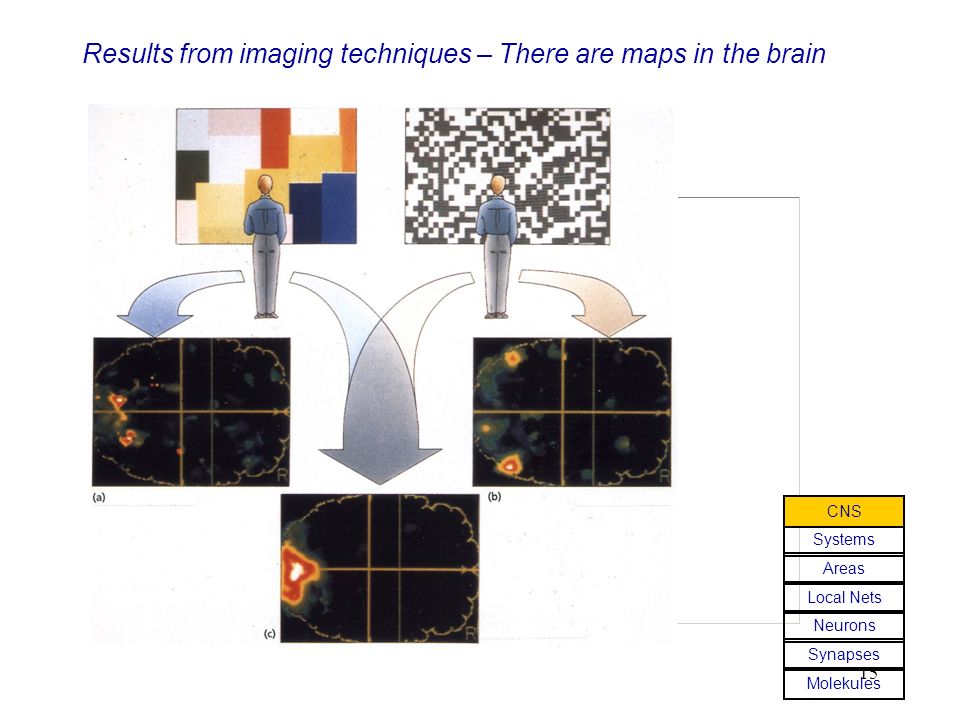 Results from imaging techniques – There are maps in the brain