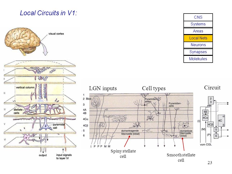 Local Circuits in V1: LGN inputs Cell types Circuit Spiny stellate