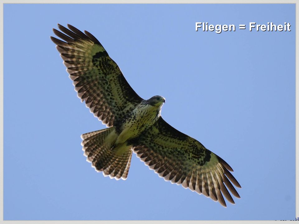 Fliegen = Freiheit