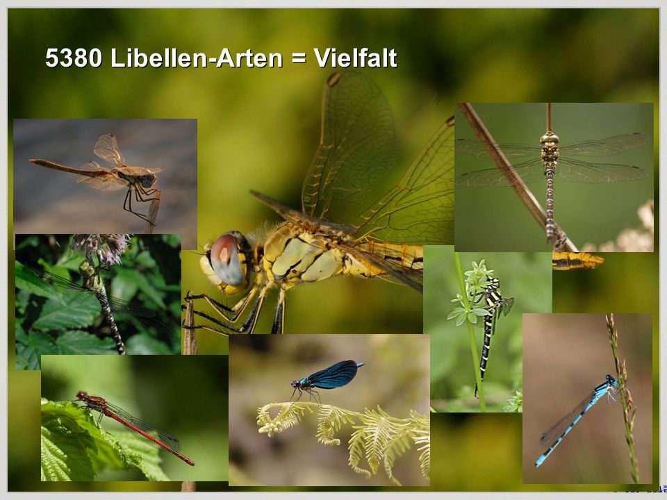 5380 Libellen-Arten = Vielfalt