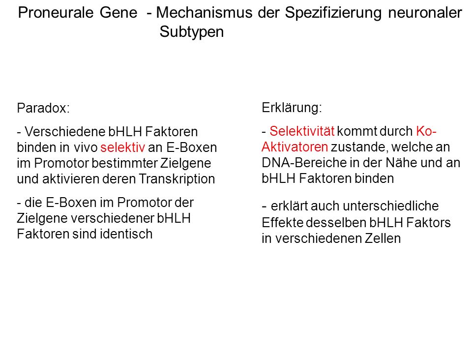 Proneurale Gene - Mechanismus der Spezifizierung neuronaler Subtypen