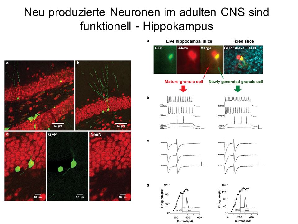 Neu produzierte Neuronen im adulten CNS sind funktionell - Hippokampus