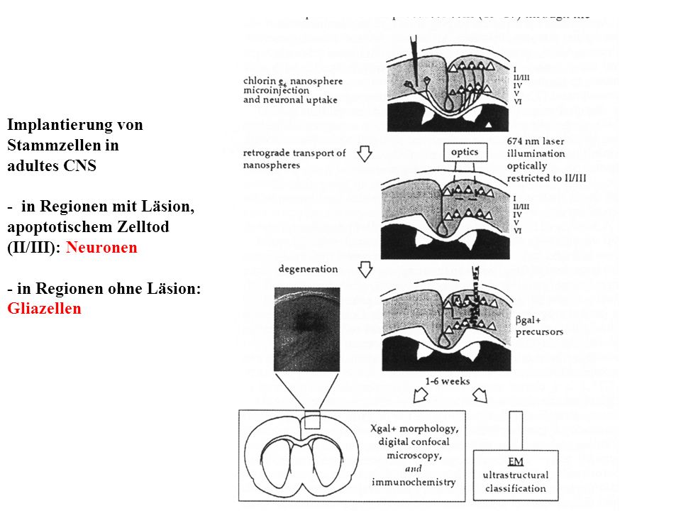 Implantierung von Stammzellen in adultes CNS - in Regionen mit Läsion, apoptotischem Zelltod (II/III): Neuronen - in Regionen ohne Läsion: Gliazellen