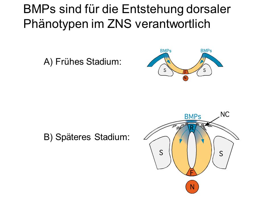 BMPs sind für die Entstehung dorsaler Phänotypen im ZNS verantwortlich