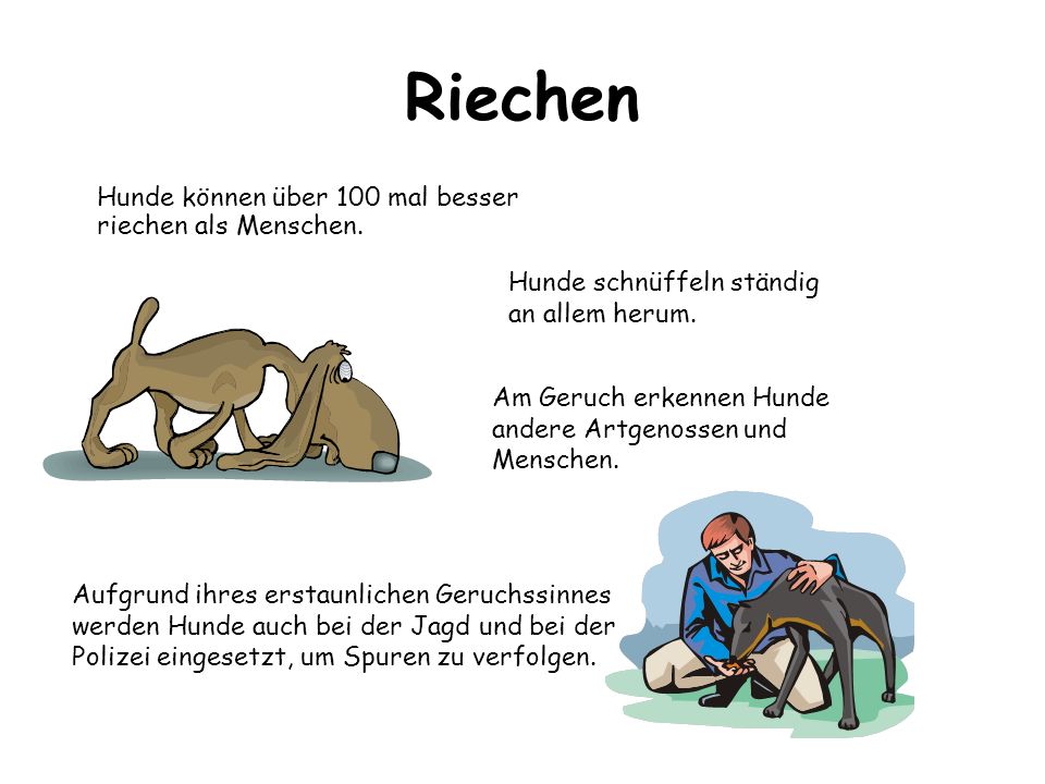 Sinne des Hundes Sehen Hören Riechen Schmecken. - ppt video online  herunterladen