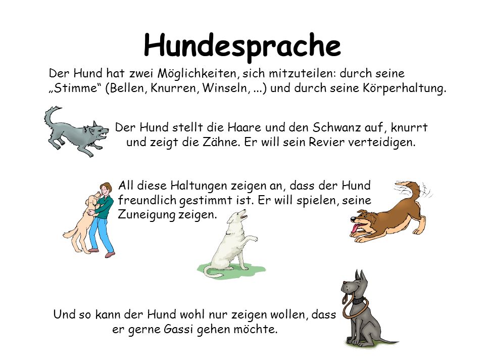 Sinne des Hundes Sehen Hören Riechen Schmecken. - ppt video online  herunterladen