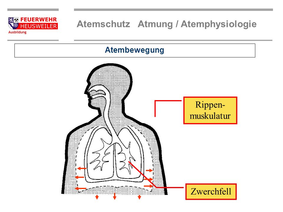 Atembewegung Rippen-muskulatur Zwerchfell