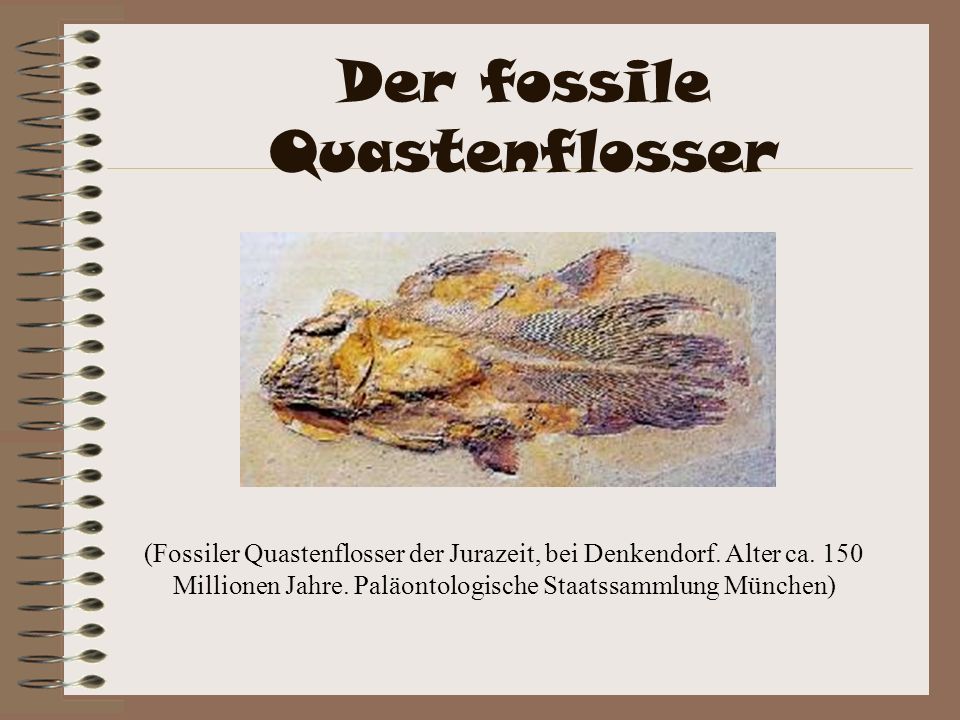 Der fossile Quastenflosser