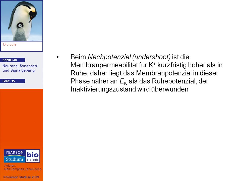 Beim Nachpotenzial (undershoot) ist die Membranpermeabilität für K+ kurzfristig höher als in Ruhe, daher liegt das Membranpotenzial in dieser Phase näher an EK als das Ruhepotenzial; der Inaktivierungszustand wird überwunden
