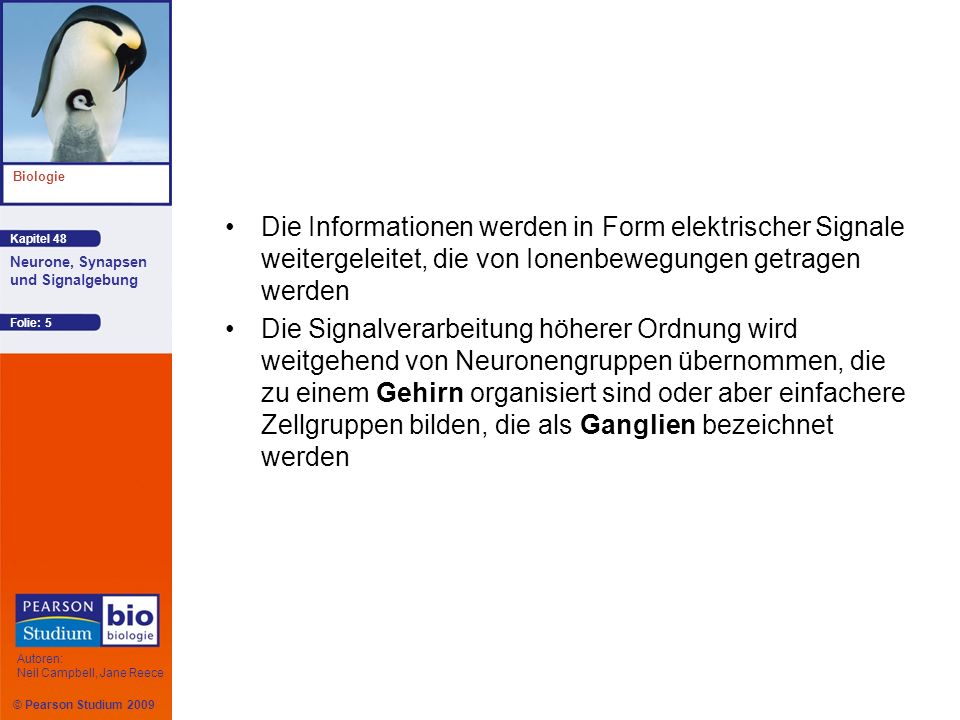 Die Informationen werden in Form elektrischer Signale weitergeleitet, die von Ionenbewegungen getragen werden