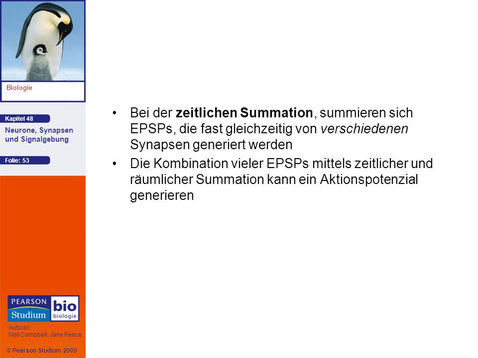 Bei der zeitlichen Summation, summieren sich EPSPs, die fast gleichzeitig von verschiedenen Synapsen generiert werden
