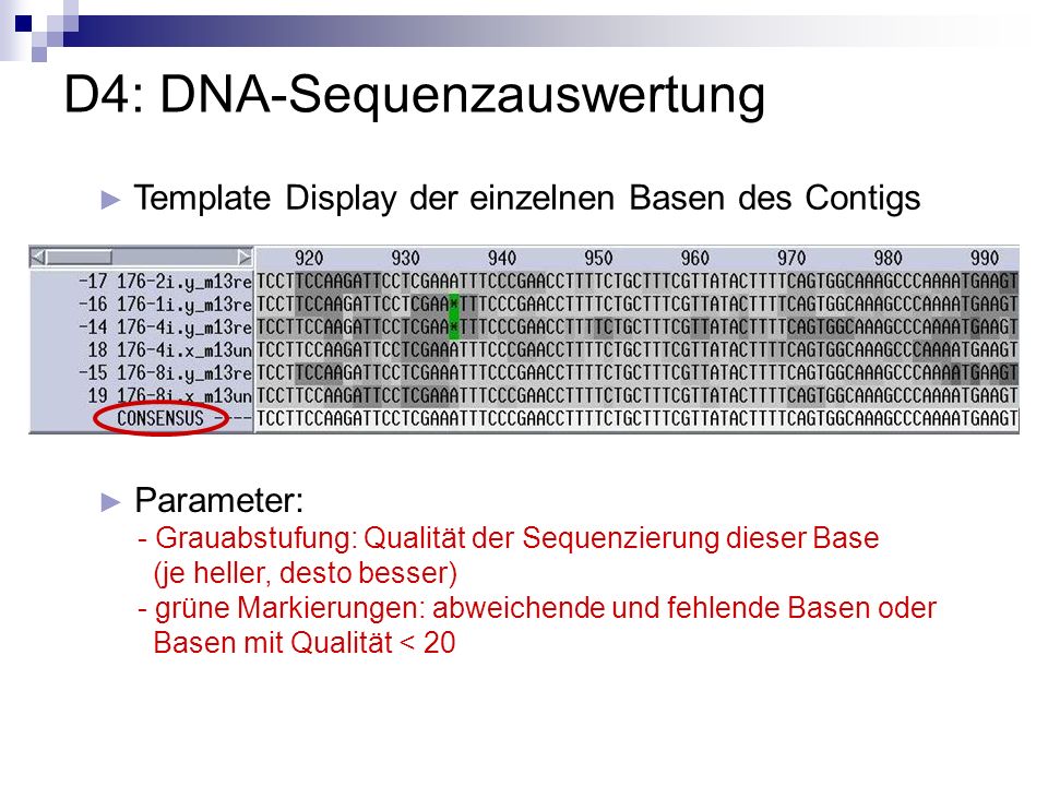D4: DNA-Sequenzauswertung